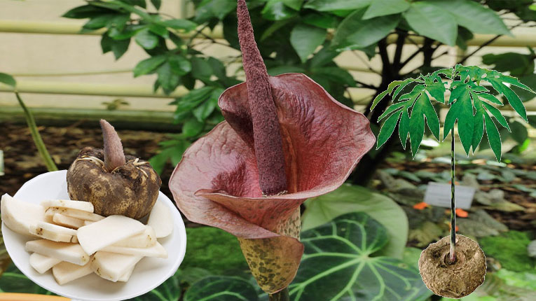 Khoai nưa có ăn được không